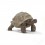 STOR SKILDPADDE 14824 SCHLEICH