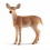 Schleich Hvidhalet Hind 14819 – naturtro figur af et vildt dyr.