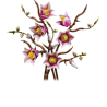 Magnolia-grene 11510