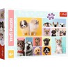Trefl Dog Friendship puslespil med 160 brikker og sødt, farverigt motiv med flere hunde.